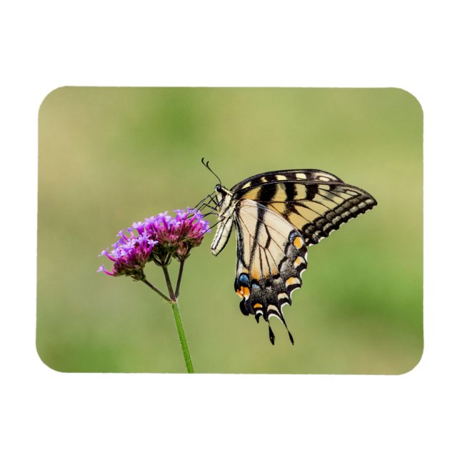 Eastern Tiger Swallowtail Butterfly Magnet (Horizontal)