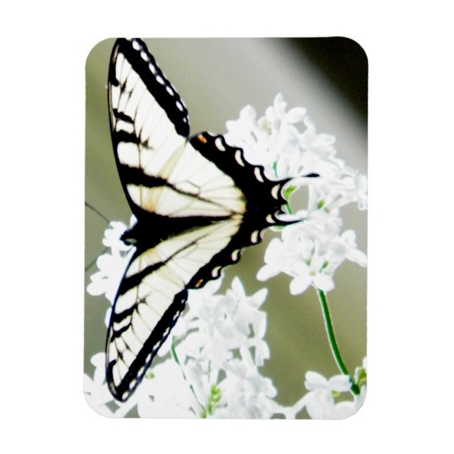 Eastern Tiger Swallowtail Butterfly Photo Magnet (Vertical)