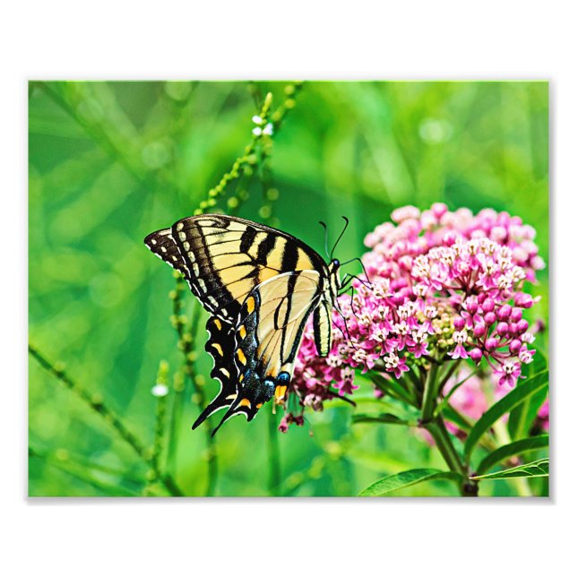 Eastern Tiger Swallowtail Butterfly Photo Print (Front)