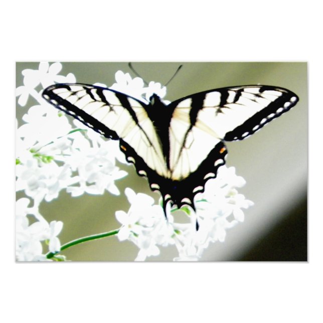 Eastern Tiger Swallowtail Butterfly Photo Print (Front)