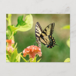 Eastern Tiger Swallowtail Butterfly Postcard