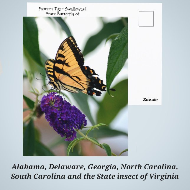 Eastern Tiger Swallowtail State Butterfly Photo Postcard (Creator Uploaded)