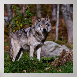 Eastern Timber Wolf Poster