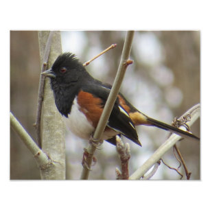 Eastern Towhee Photo Print