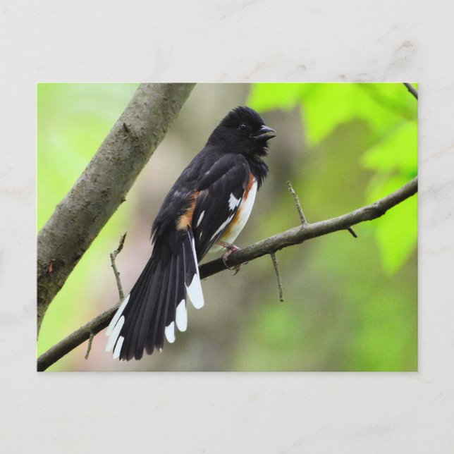 Eastern towhee Postcard (Front)