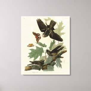 Eastern Whip-poor-will, Audubon's Birds of America Canvas Print