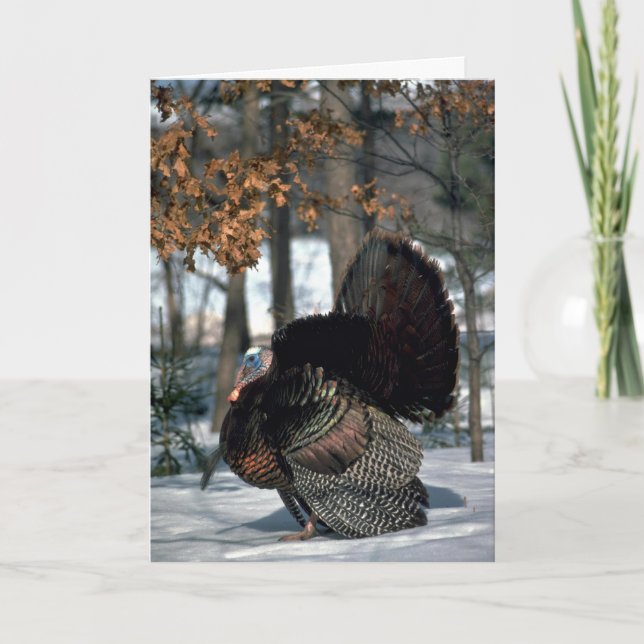 Eastern wild turkey, big gobbler strutting in snow holiday card (Front)