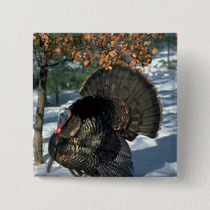 Eastern wild turkey, huge gobbler in full strut 2 inch square button