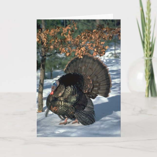 Eastern wild turkey, huge gobbler in full strut holiday card (Front)