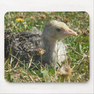 Eastern Wild Turkey Poult Chick Mouse Pad