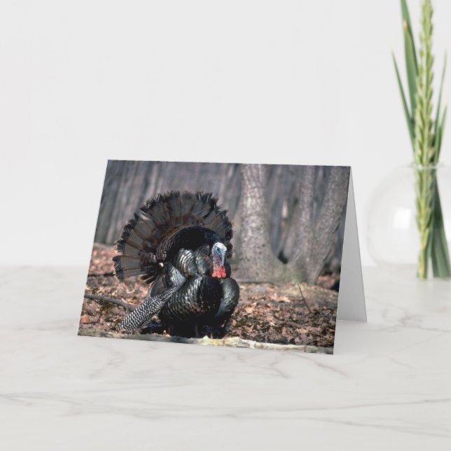 Eastern wild turkey strutting in woods holiday card (Front)