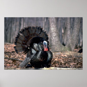 Eastern wild turkey strutting in woods poster