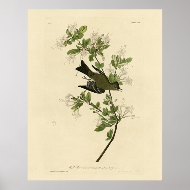 Eastern Wood Pewee from Audubon's Birds of America Poster (Front)