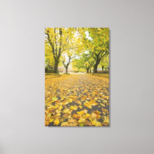 Eastmoreland In Autumn road and tree view Canvas Print