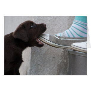 Eat My Shoe! Labrador Puppy