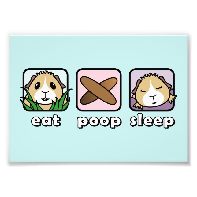Eat Poop Sleep Guinea Pig Print (Frames Available) (Front)