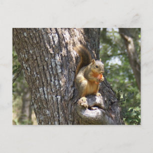 Eat Your Carrots Postcard