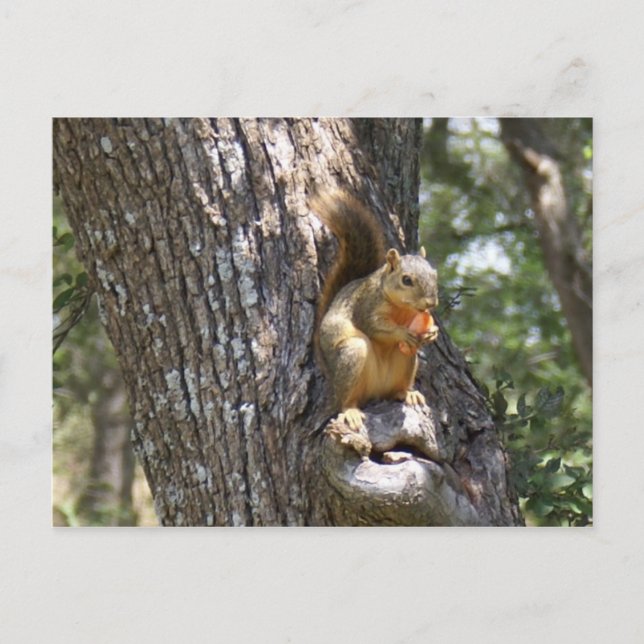 Eat Your Carrots Postcard (Front)