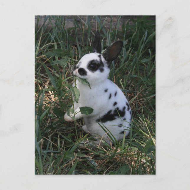 Eating Greens Postcard (Front)