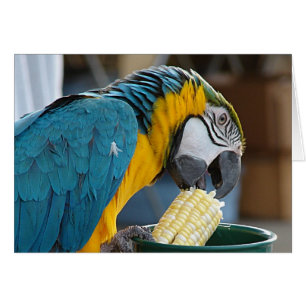 Eating my Corn