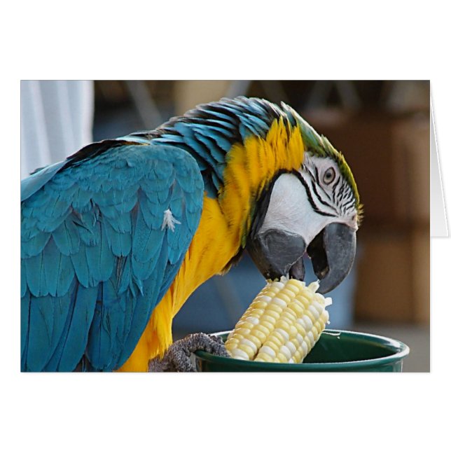 Eating my Corn (Front Horizontal)