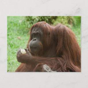Eating Orangutan Postcard