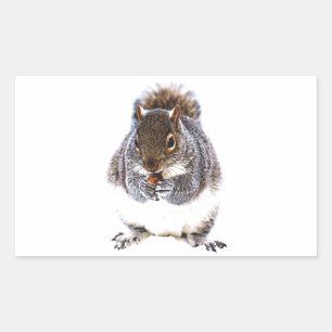 Eating Squirrel Sticker