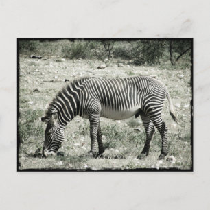 Eating Zebra Postcard