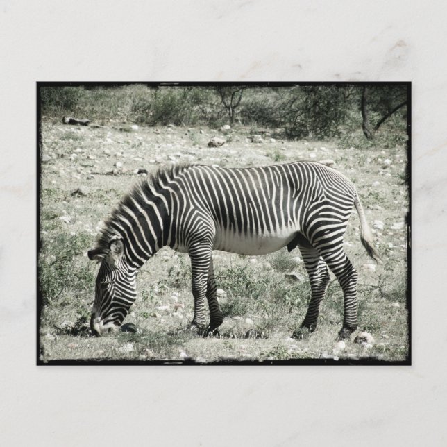 Eating Zebra Postcard (Front)