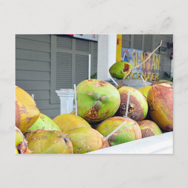 Eau de Coco Key West FL Noix de Coco Carte Postale (Devant)