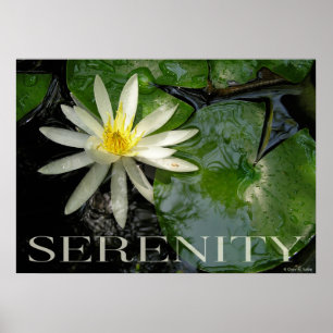 Eau Lily Serenity Inspiration Poster