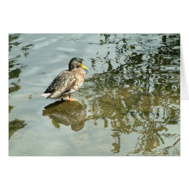 Eaux calmes | (Devant horizontal)