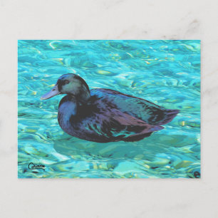 Ebony Duck - Carte postale