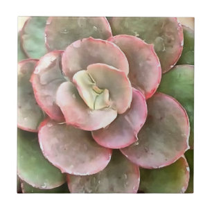 Echeveria Cactus Succulent Acrylic Painting Tile