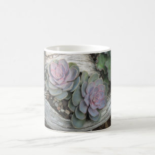 Echeveria Mug Succulent
