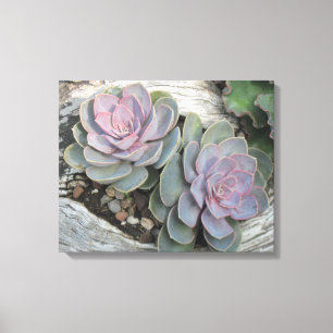 Echeveria On Driftwood Wrapped Canvas