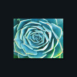 Echeveria Rosette, Secret Garden of Marrakech Canvas Print<br><div class="desc">Echeveria rosette (Echeveria elegans),  a semi-desert succulent plant native to Mexico,  Secret Garden of Marrakech,  Medina of Marrakech,  Mouassine neighbourhood,  Morocco.</div>