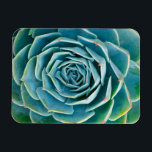 Echeveria Rosette, Secret Garden of Marrakech Magnet<br><div class="desc">Echeveria rosette (Echeveria elegans), a semi-desert succulent plant native to Mexico, Secret Garden of Marrakech, Medina of Marrakech, Mouassine neighbourhood, Morocco.</div>