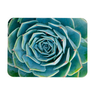 Echeveria Rosette, Secret Garden of Marrakech Magnet