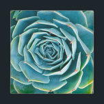 Echeveria Rosette, Secret Garden of Marrakech Magnet<br><div class="desc">Echeveria rosette (Echeveria elegans), a semi-desert succulent plant native to Mexico, Secret Garden of Marrakech, Medina of Marrakech, Mouassine neighbourhood, Morocco.</div>