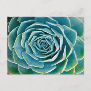 Echeveria Rosette, Secret Garden of Marrakech Postcard