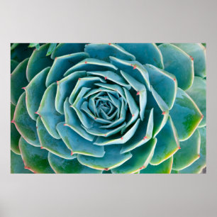 Echeveria Rosette, Secret Garden of Marrakech Poster