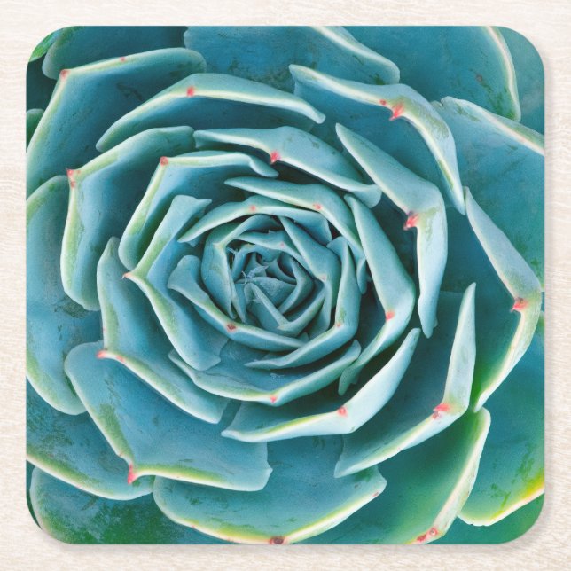 Echeveria Rosette, Secret Garden of Marrakech Square Paper Coaster (Front)