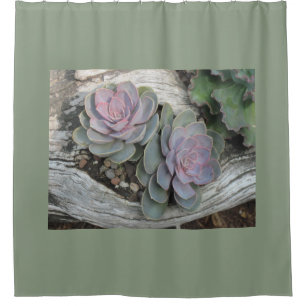 Echeveria Succulent