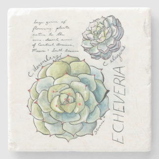 Echeveria Succulent Illustration Stone Coaster