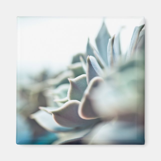 Echeveria succulent magnet (Front)