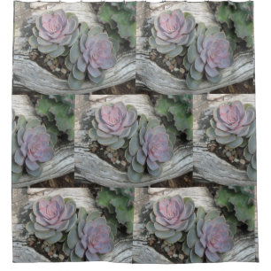 Echeveria Succulent Pattern