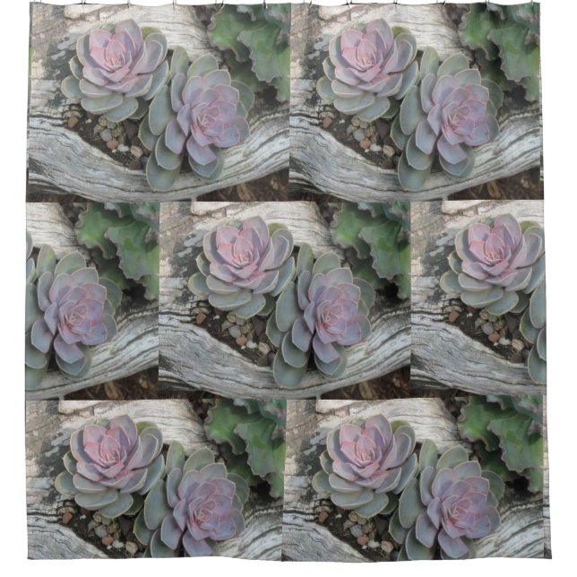 Echeveria Succulent Pattern (Front)