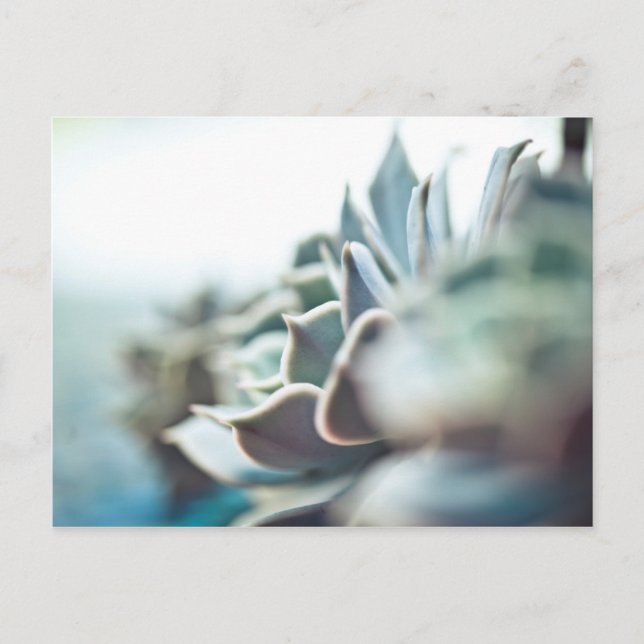 Echeveria succulent postcard (Front)