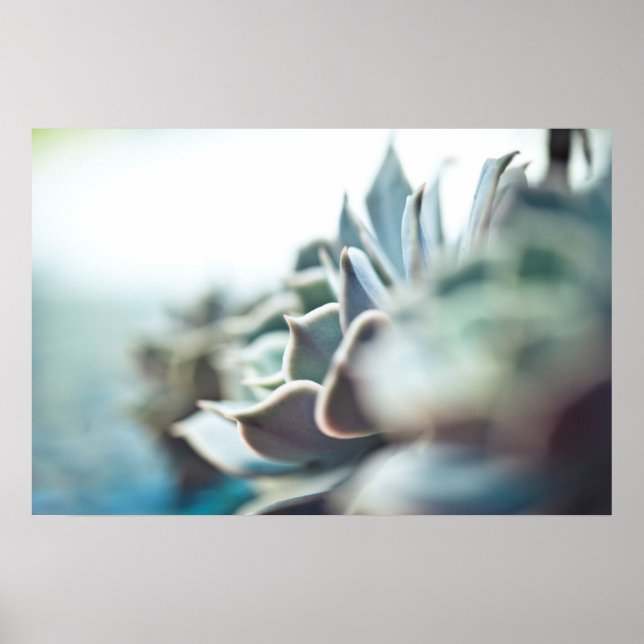 Echeveria succulent poster (Front)